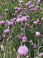 Logo Kräuterworkshop im biogartl