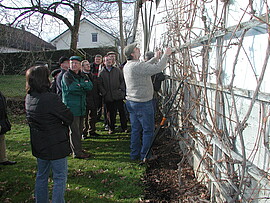 Banner Weinrebenschnitt